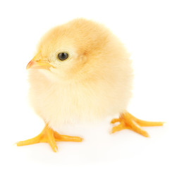 Obraz premium beautiful little chicken isolated on the white