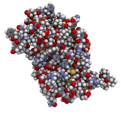 Human growth hormone (HGH)