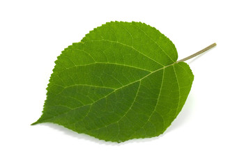 Green leaf