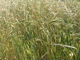 spikelets of the wheat