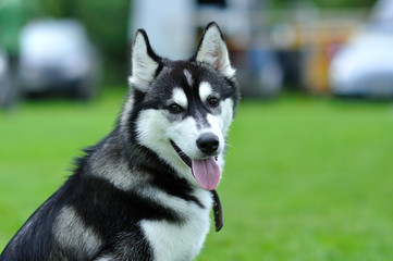 Portrait of a Siberian Husky dog