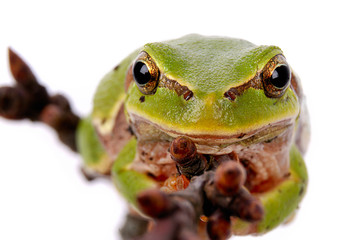 Green Tree Frog