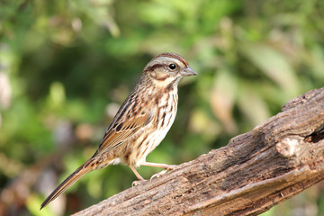 Song Sparrow (Melospiza melodia)