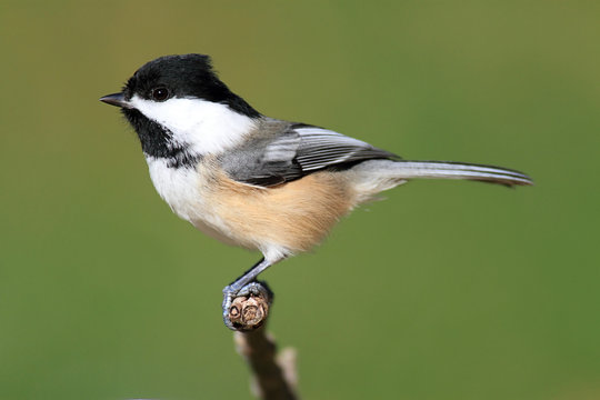 Chickadee on a Branch