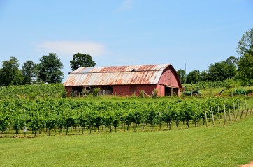 Fototapeta na wymiar vineyards of north georgia usa