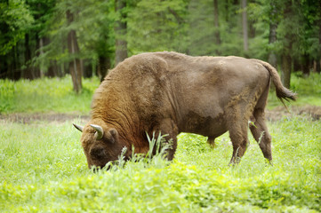 male of rare animal aurochs in national park Priokskiy national