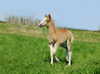 Fototapeta na wymiar little foal in summer field