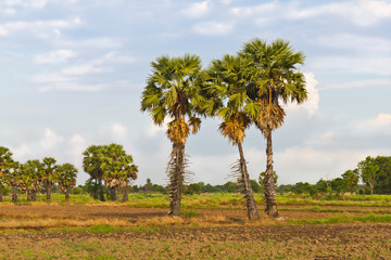 Fototapeta na wymiar Sugar palm trees