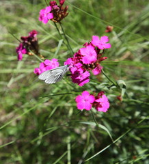 Papillon: Le Gazé.