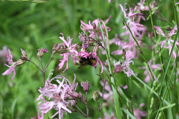 Kuckucks-Lichtnelke mit Hummel