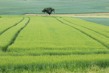 Baum am Kornfeld