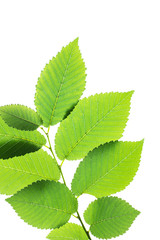 Green elm leaves isolated on white