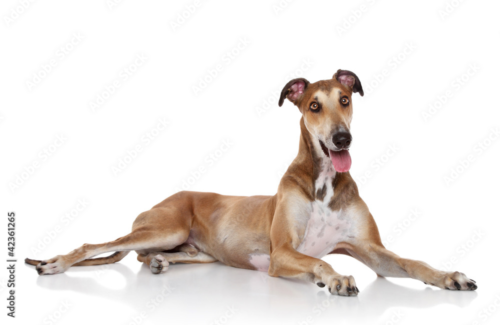 Sticker Greyhound dog posing white background