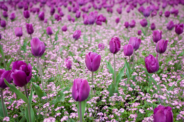 Purple tulips