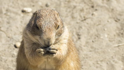 souslik (ground squirrel)