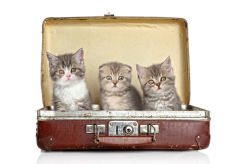 Scottish kitten in old suitcase