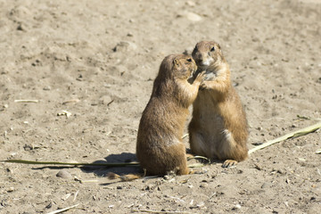 souslik (ground squirrel) couple - 42361414