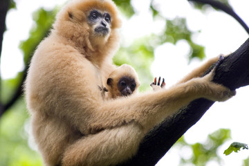 Yellow-cheeked gibbon (Nomascus gabriellae) mother and baby