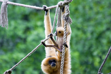 Yellow-cheeked gibbon (Nomascus gabriellae) mother and baby