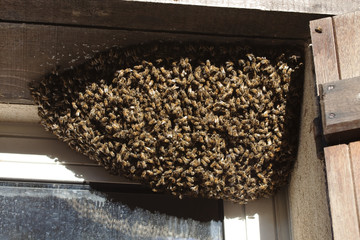 essaim d'abeilles - 42362220