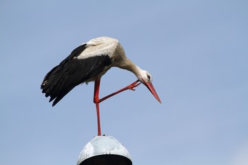 The White Stork (Ciconia ciconia) on the lamp.