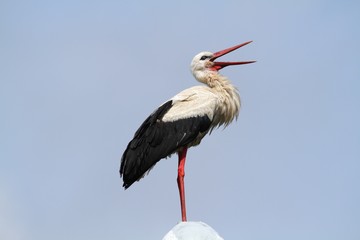 The White Stork (Ciconia ciconia) on the lamp.
