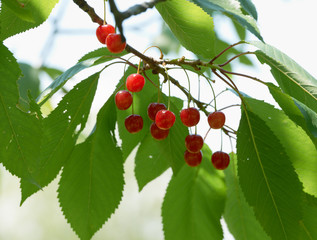 Ripe cherry fruits on tree