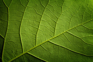 Obraz na płótnie Canvas Green leaf closeup background
