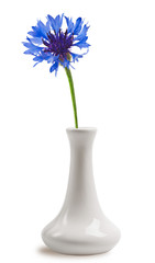 Cornflower in the vase