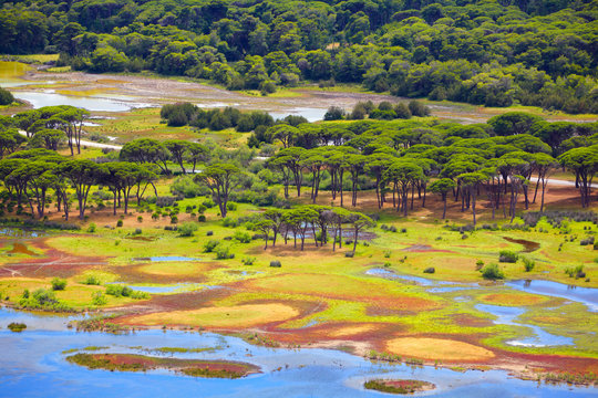 Kalogria forest