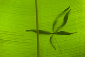 Banana palm leaves