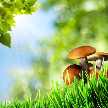 Abstract natural backgrounds with beauty mushrooms