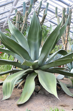 Agave in the garden