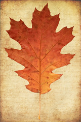 Naklejka na ściany i meble Grunge tle z czerwonym liści jesienią