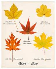 Bunte Herbstblätter Ahorn