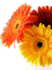 Red, Orange and Yellow gerbera flowers