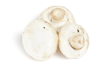 Three Big Perfect White Champignon Mushroom