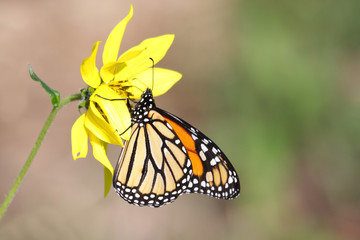 Monarch Butterfly (danaus plexippus) on Woodland Sunflowers