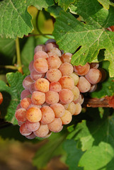Fototapeta premium Umpqua Grapes
