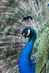Obraz premium Peacock displaying its feathers