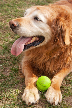 Happy Old Dog and His Ball