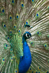 Fototapeta premium Peacock displaying its feathers