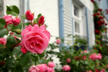 Fototapeta na wymiar Róże w podwórku