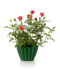 Beautiful rose in flowerpot