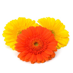 Beautiful daisy gerbera flowers