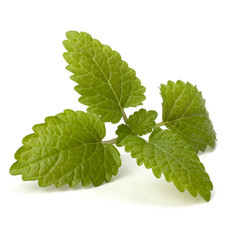 Bergamot mint