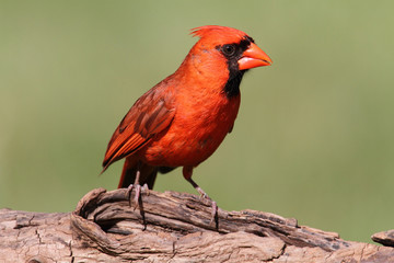 Male Cardinal On A Log