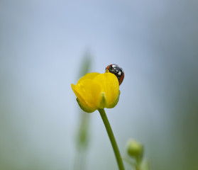 Ladybug sitting on buttercup flower, macro photo