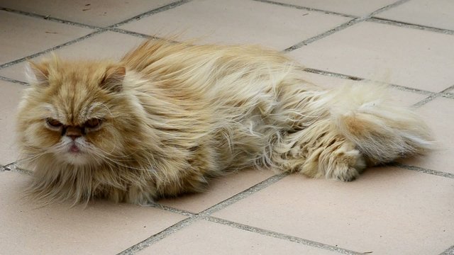 Gata persa