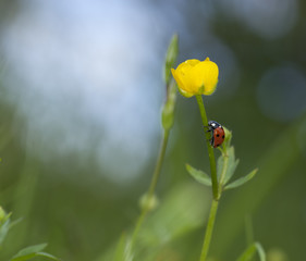 Ladybug sitting on buttercup flower, macro photo